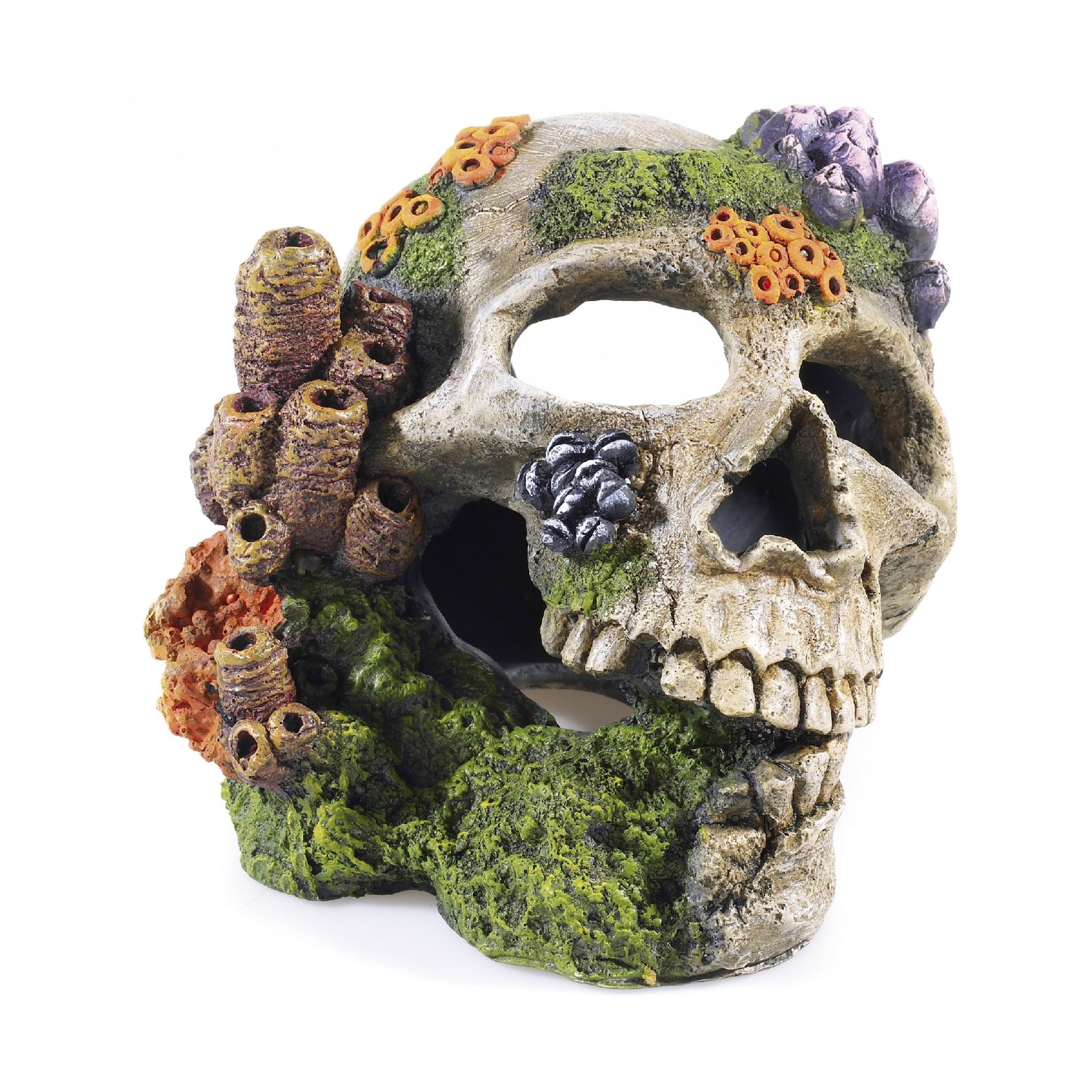 Skull