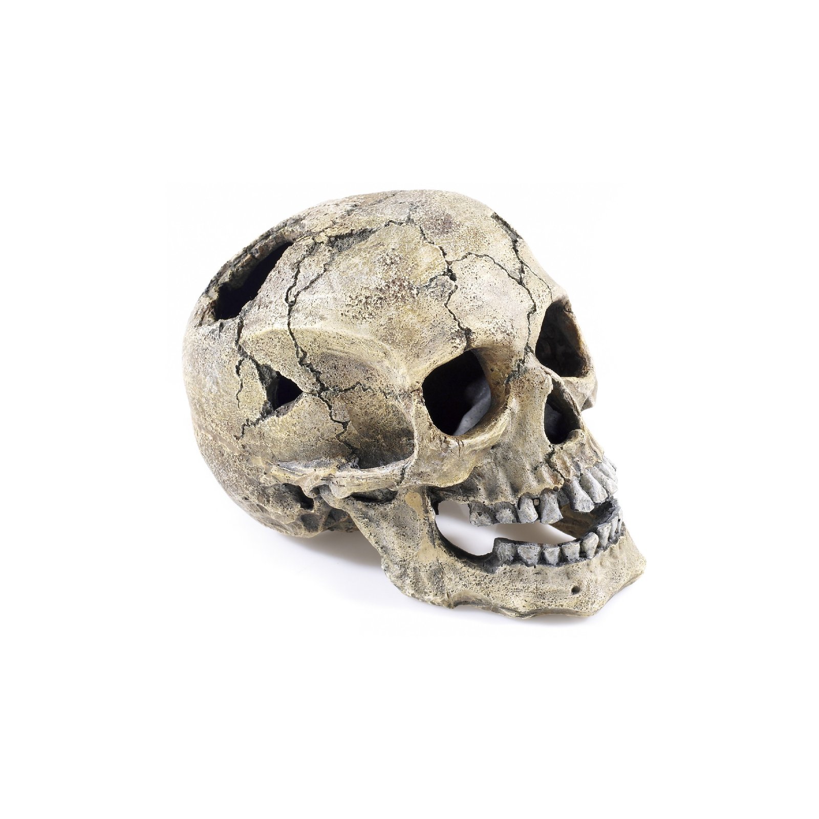 Cracked Skull