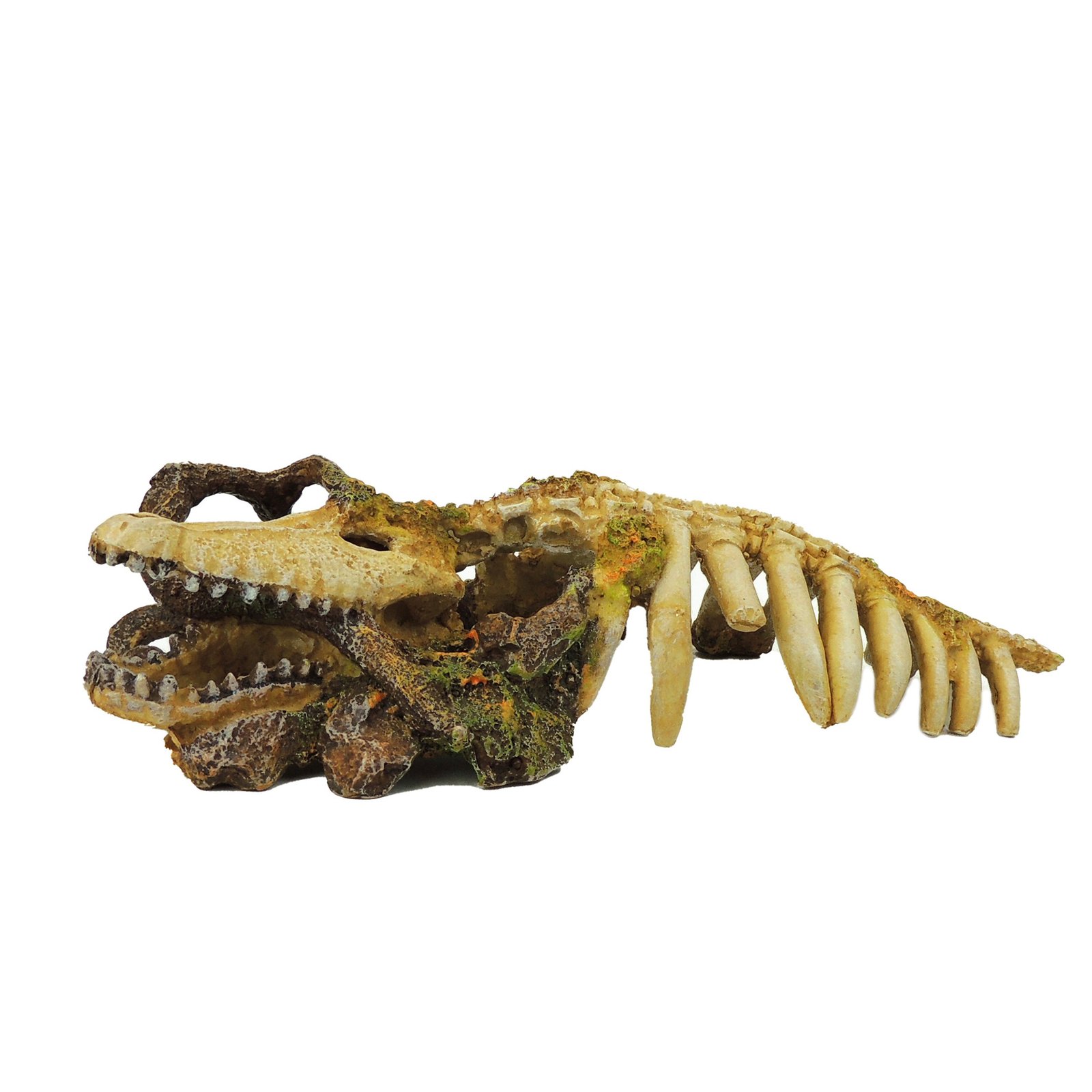 Crocodile Skeleton with Wood