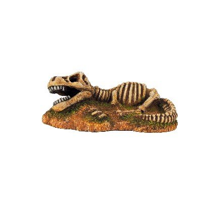 Dinosaur Fossil Skeleton