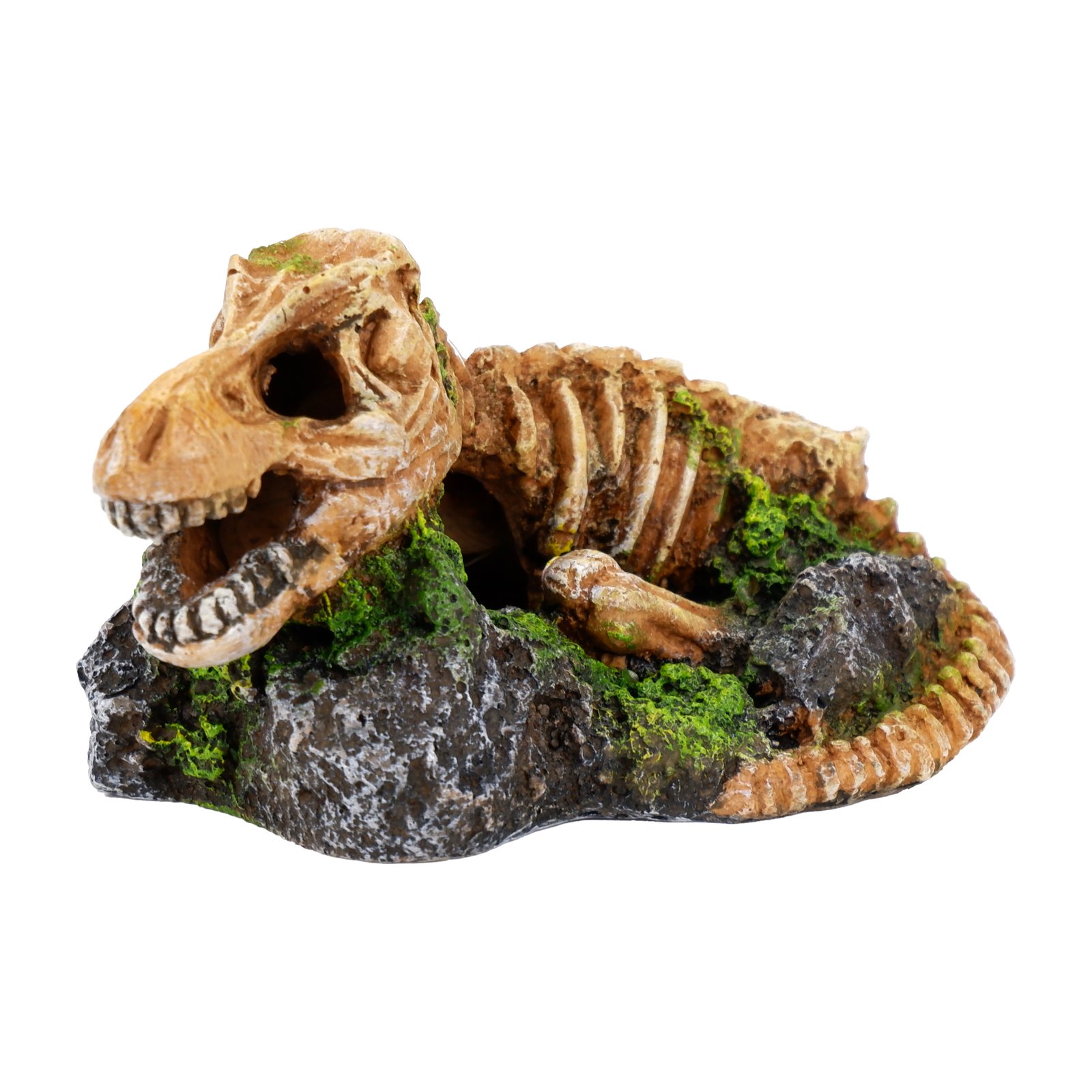 Dinosaur Fossil Skeleton On Rock