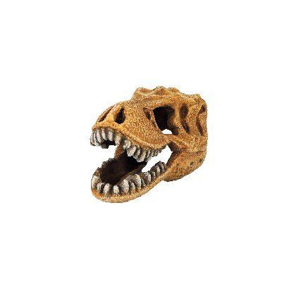 T-Rex Dinosaur Skull