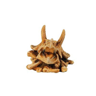 Triceratops Dinosaur Skull