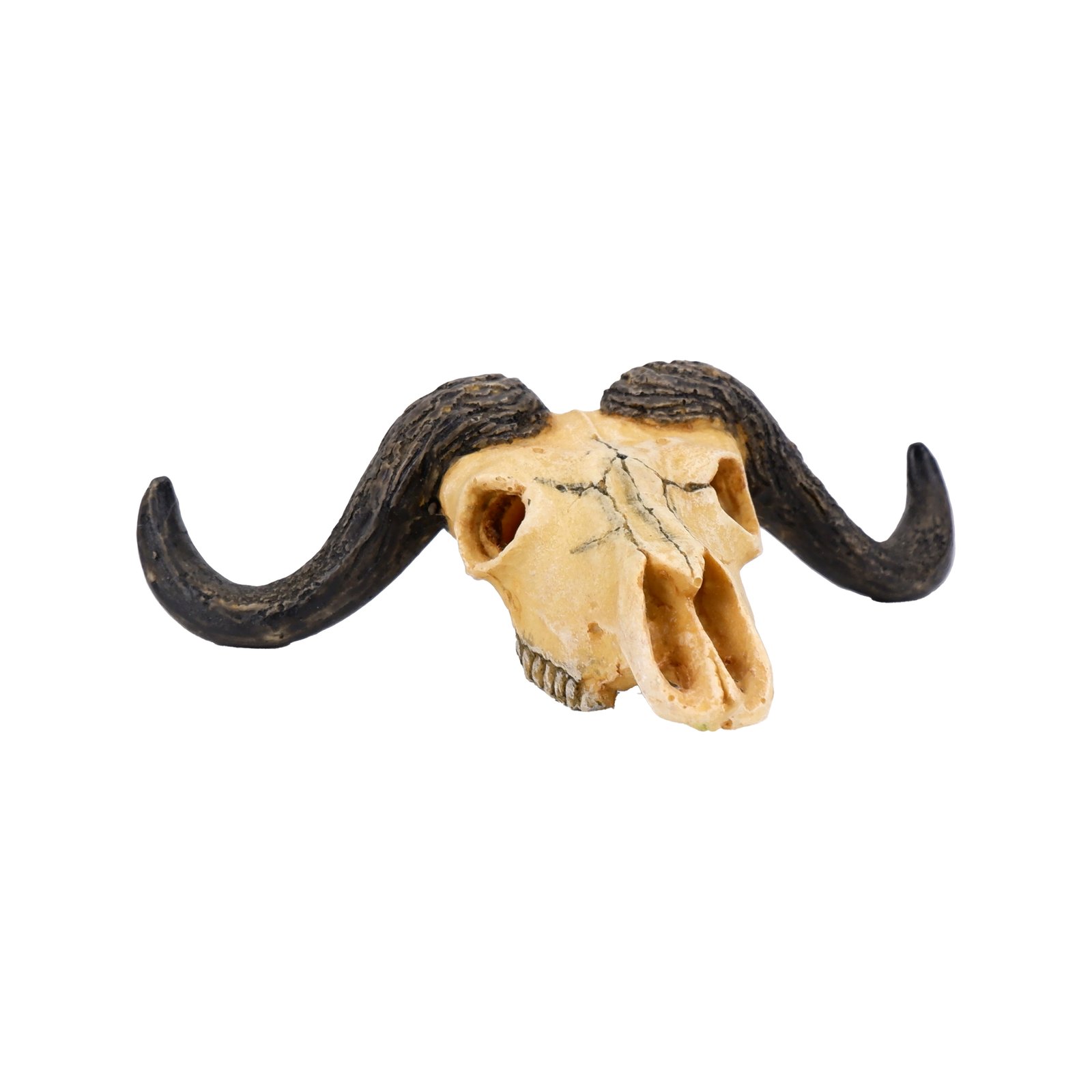 Bison Skull