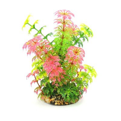 Aquatic Umbrella Leaf Plant Green/Pink