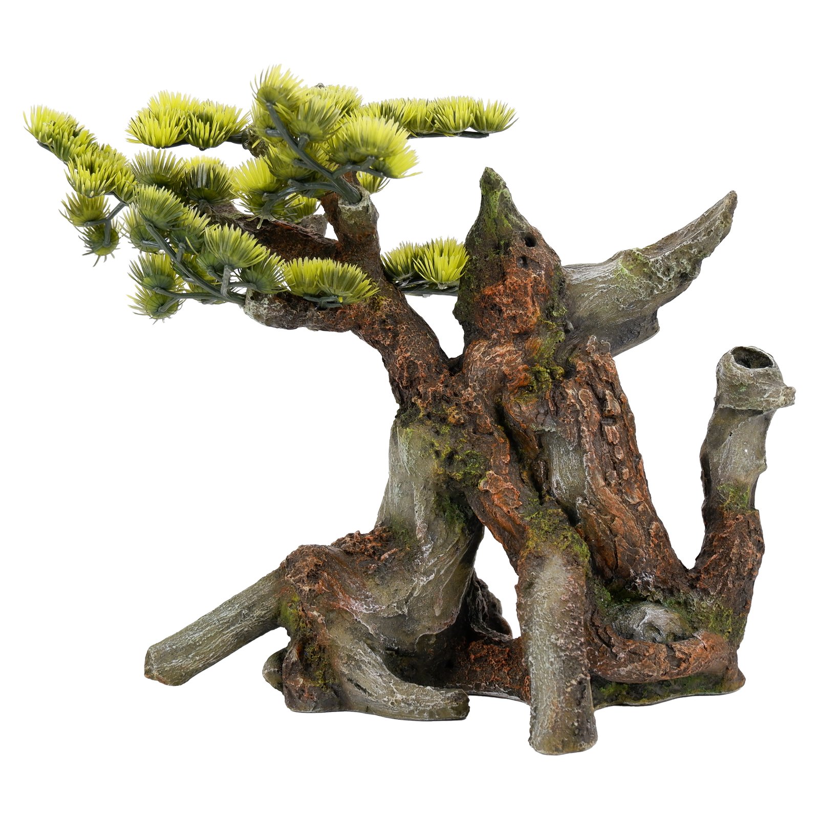 Gnarled Bonsai Tree